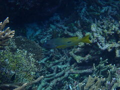 Lutjanus fulviflamma