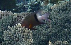 Plectroglyphidodon dickii