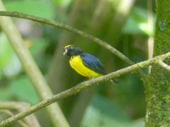 Euphonia xanthogaster