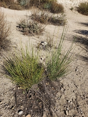 Lepidospartum squamatum