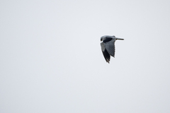 Elanus caeruleus vociferus