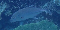 Caranx papuensis