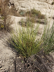 Lepidospartum squamatum