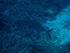 Caranx papuensis