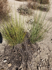 Lepidospartum squamatum