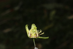 Passiflora itatiaiensis