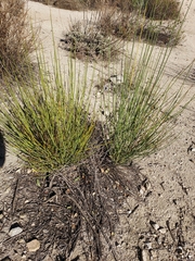 Lepidospartum squamatum