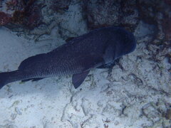 Plectorhinchus gibbosus