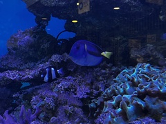 Paracanthurus
