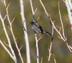 Anairetes flavirostris