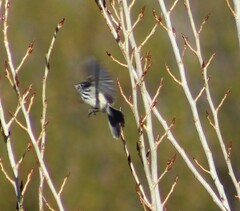 Anairetes flavirostris