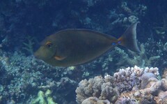 Naso unicornis