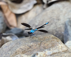 Diphlebia euphoeoides