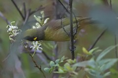 Lichenostomus melanops