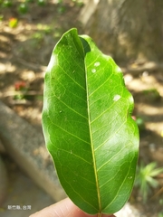 Ficus caulocarpa