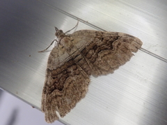 Xanthorhoe quadrifasiata
