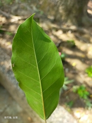 Ficus caulocarpa