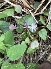 Claytonia sibirica
