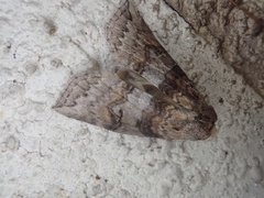 Epipsestis nigropunctata