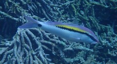 Parupeneus barberinus