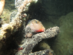 Canthigaster papua