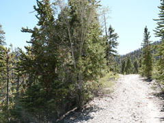 Acer glabrum diffusum