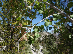 Acer glabrum diffusum