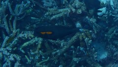 Acanthurus olivaceus