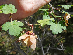 Acer glabrum diffusum