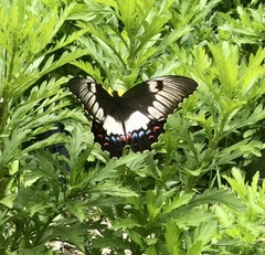 Papilio aegeus aegeus