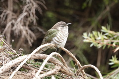 Chrysococcyx lucidus