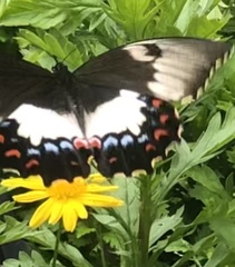 Papilio aegeus aegeus