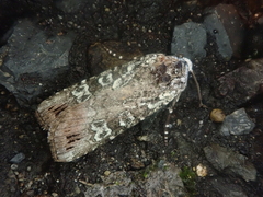 Actebia praecurrens
