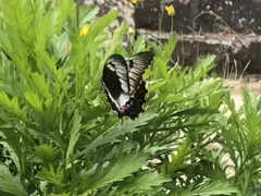Papilio aegeus aegeus