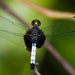 White-tailed Dragonlet - Photo (c) Greg Lasley, some rights reserved (CC BY-NC), uploaded by Greg Lasley