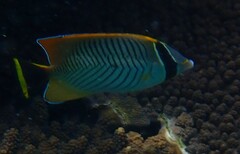Chaetodon trifascialis