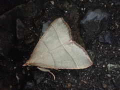 Hypsopygia orthogramma