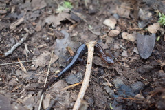 Plethodon ventralis