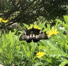 Papilio aegeus aegeus