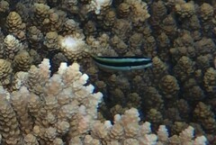 Thalassoma amblycephalus