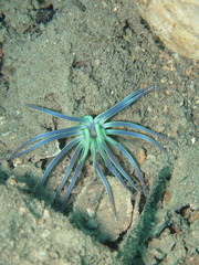 Edwardsianthus sapphirus