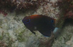 Pomacentrus bankanensis