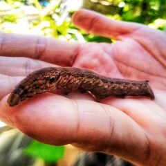 Eupanacra