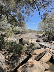 Casuarina cunninghamiana