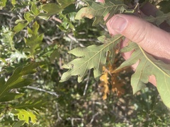 Quercus gambelii