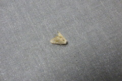 Ptychamalia perlata