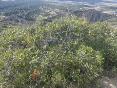 Quercus gambelii