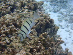 Acanthurus triostegus