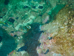 Dascyllus trimaculatus