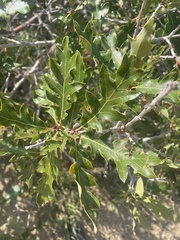 Quercus gambelii